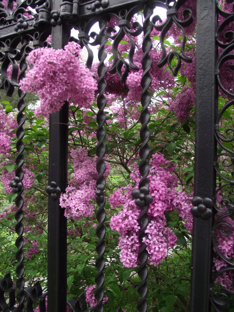 when lilacs last in the dooryard bloom’d Considerate Neighbor